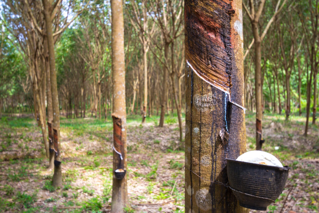 natural rubber vs latex